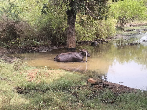 Black Leopard Safari Yala-蒂瑟默哈拉默必去景点