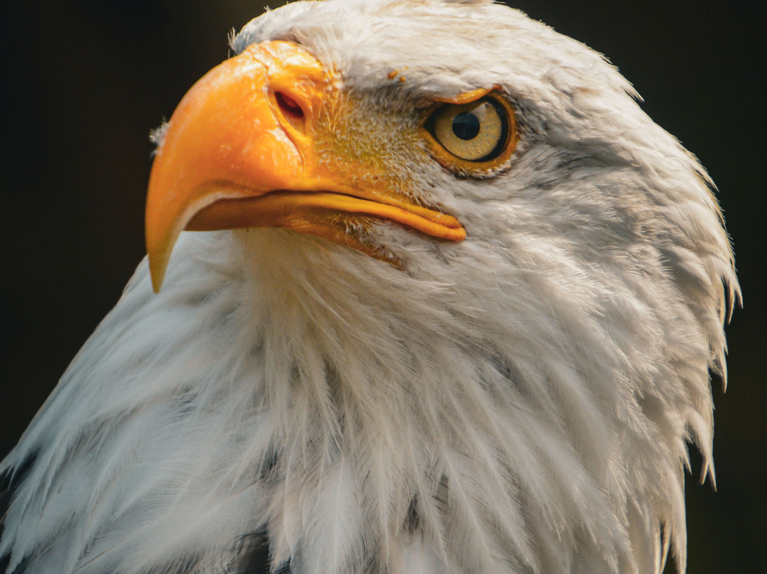 Les Aigles d'Aure - Volerie des Pyrenees-Arreau必去景点