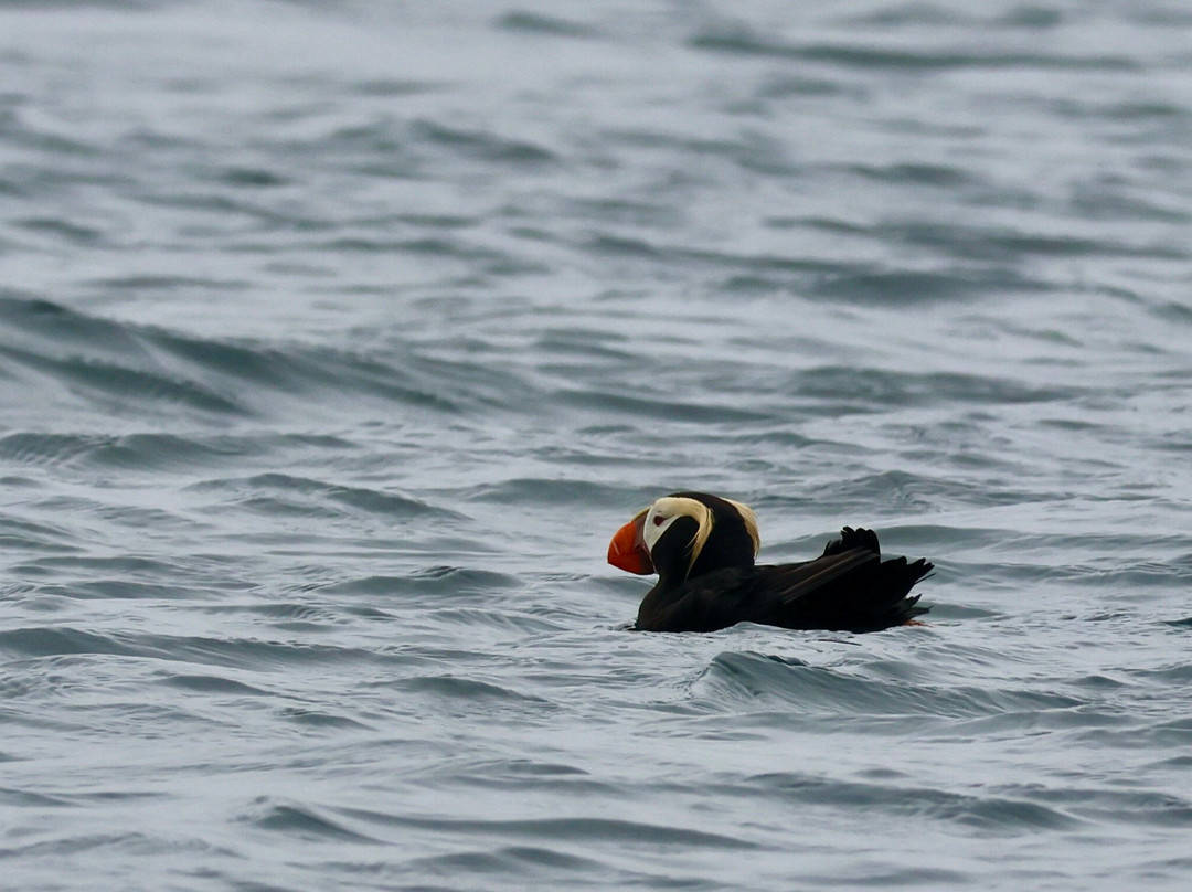 Gwaii Haanas National Park-Daajing Giids必去景点