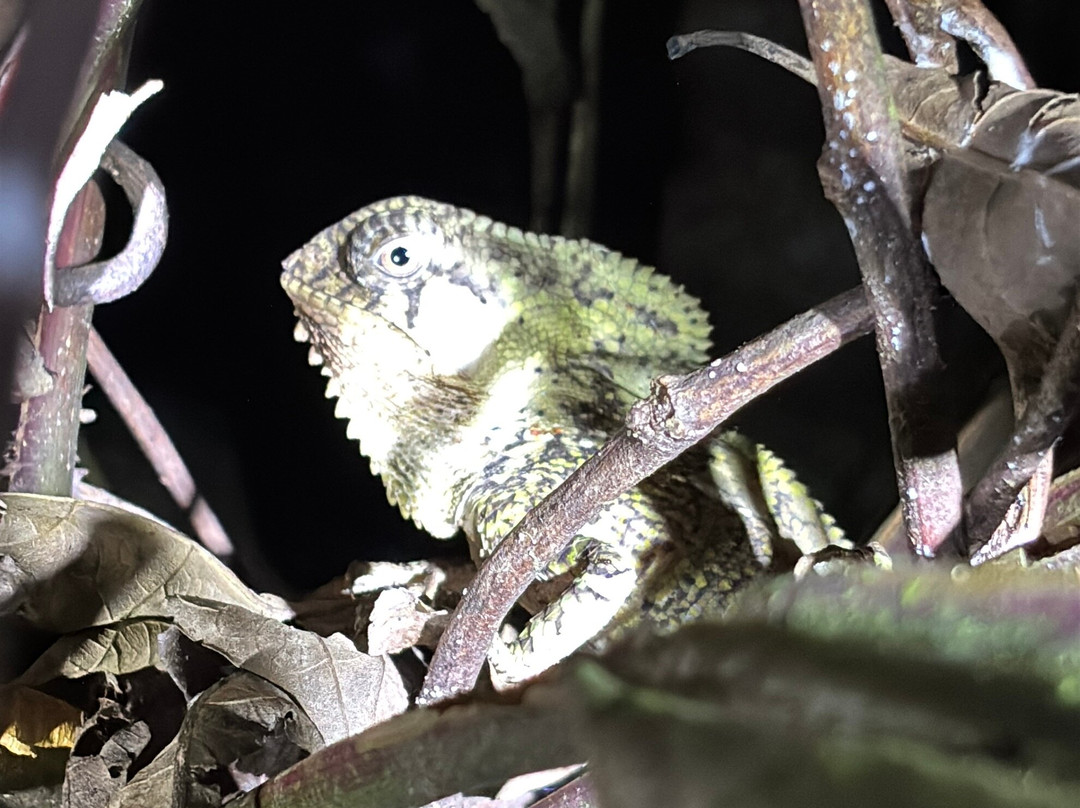 Frog's Paradise-Bijagua de Upala必去景点