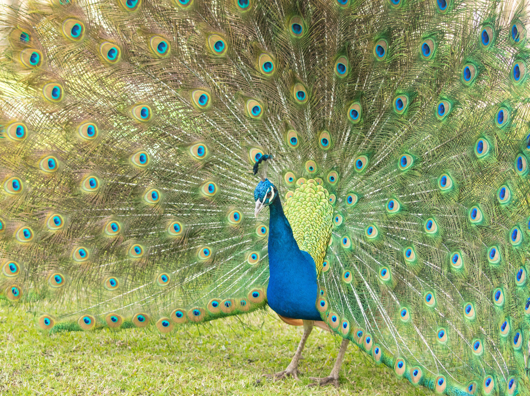 Parque natural de flora y fauna Dr. Talice-Trinidad必去景点