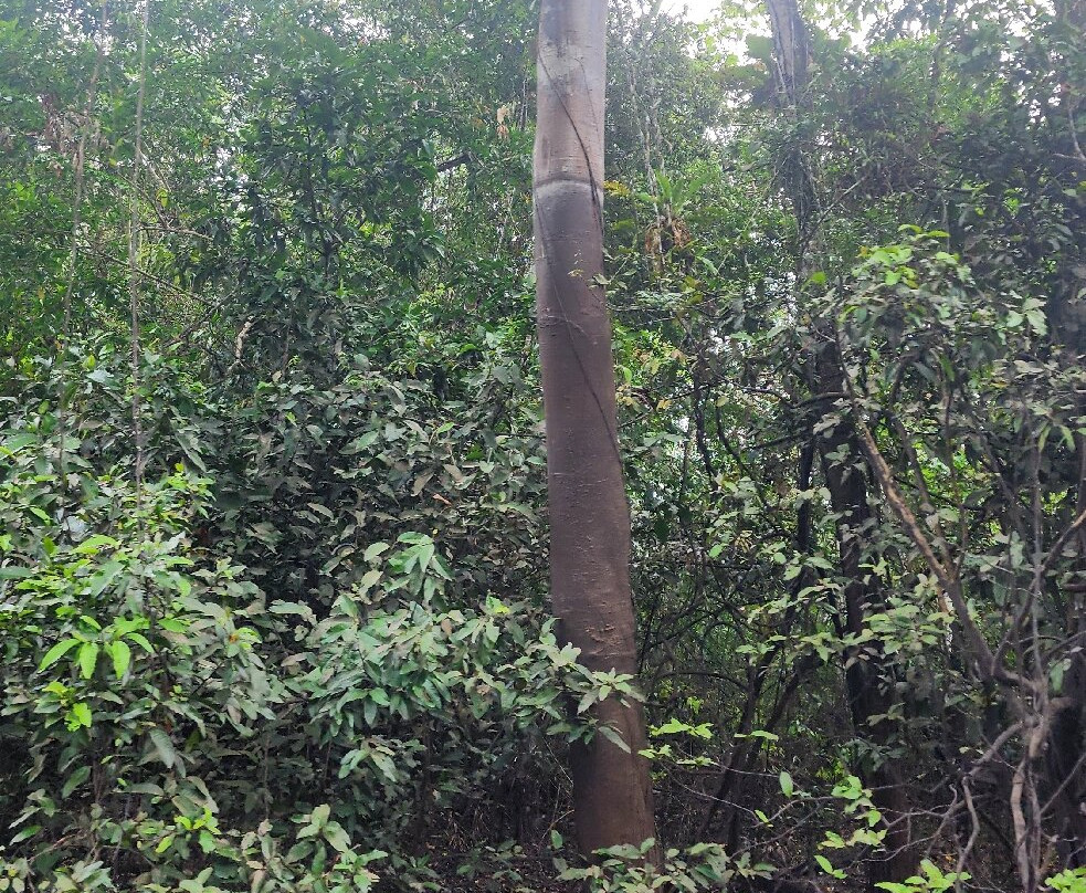 Amazon Golden Snake-伊基托斯必去景点