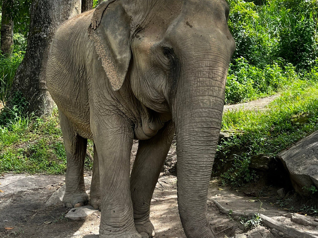 Chiangmai Elephant Sanctuary-清迈必去景点