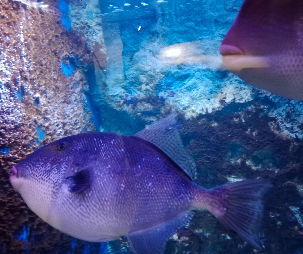 Aquarium Boka-科托尔必去景点