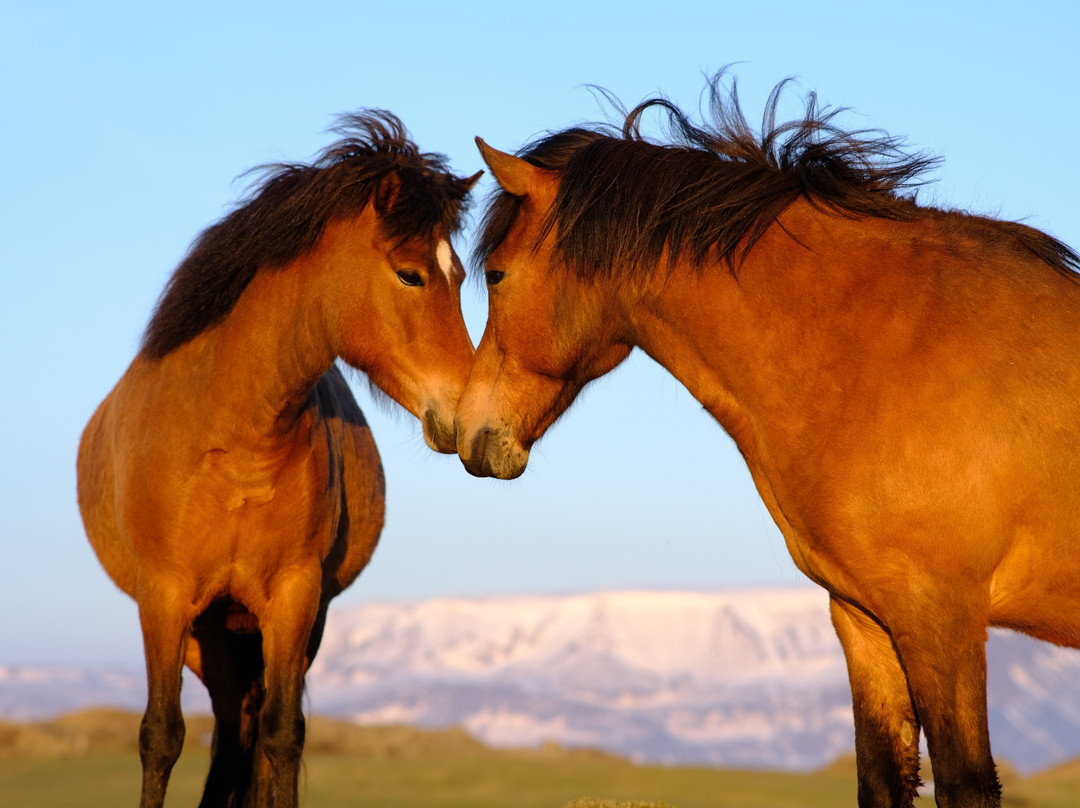 Safari Horse Rental-米湖必去景点