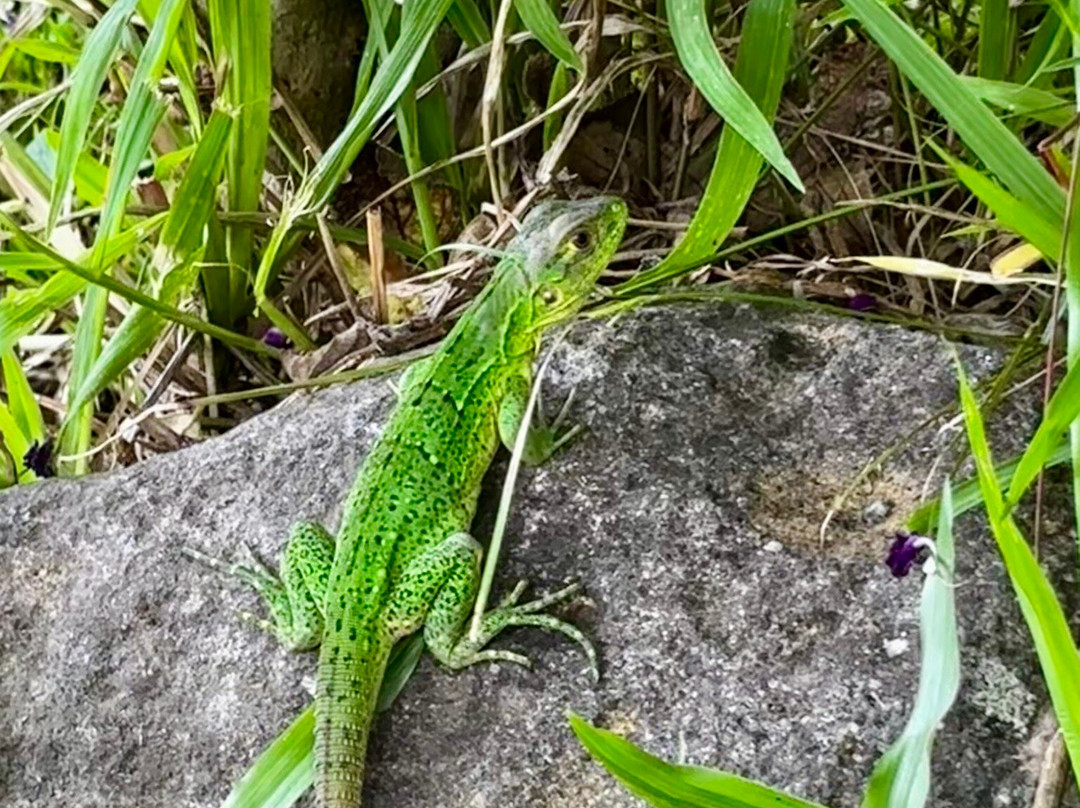 La Piedra Del Indio Waterfalls-Tilaran必去景点
