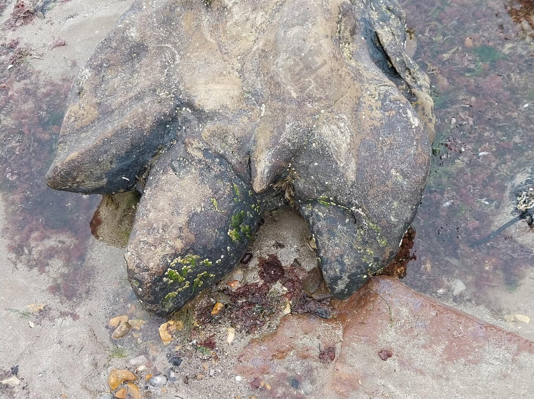 Isle of Wight Fossil Hunts - Island Gems-Godshill必去景点