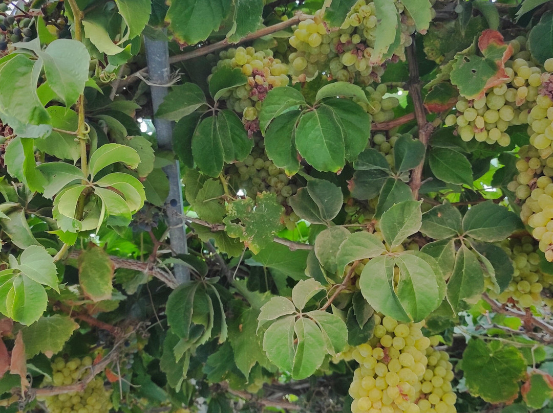 Paradiso Beach-Psalidi必去景点