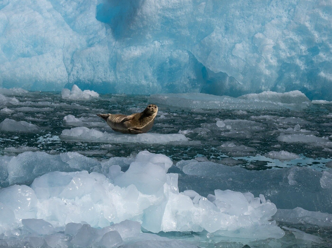 Seek Alaska Tours-Petersburg必去景点