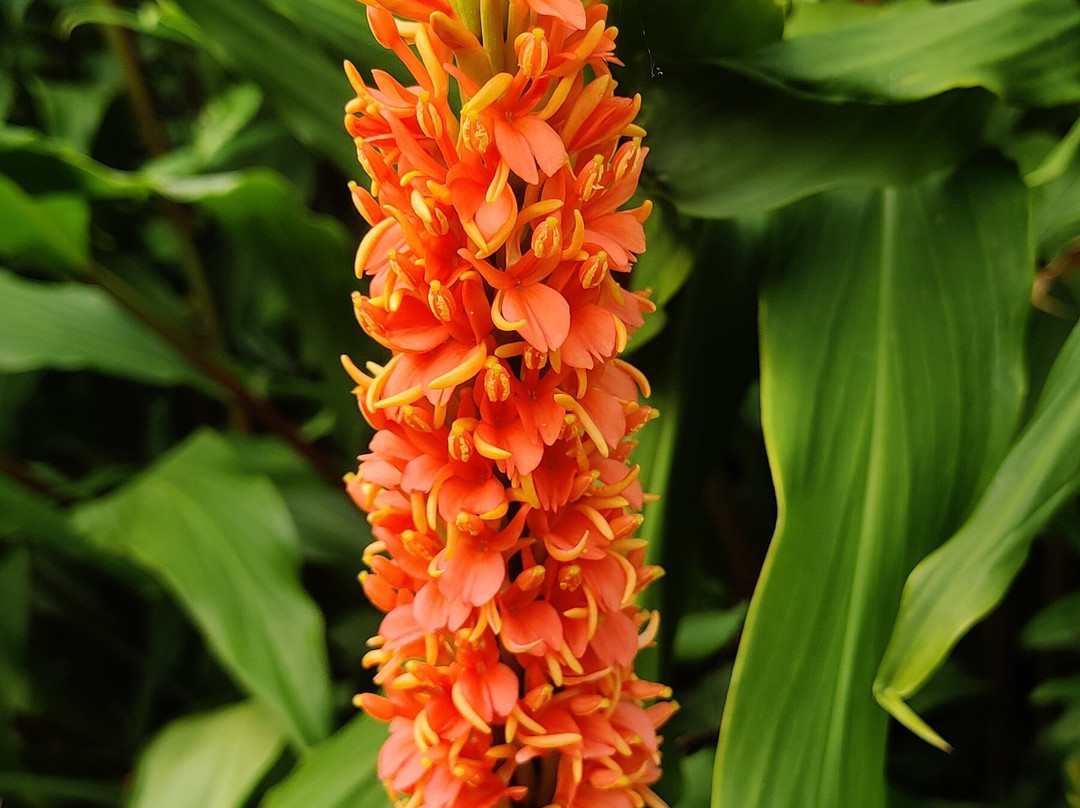 Salthill Garden-Mountcharles必去景点