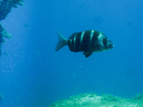 Diving Angel Tenerife-洛斯·吉甘特斯必去景点