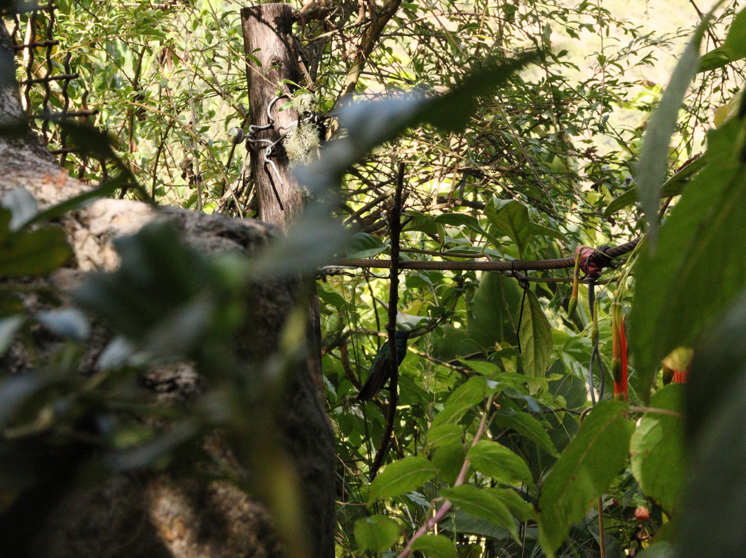 Santuario de colibríes - Ensifera Ensifera-乌鲁班巴必去景点