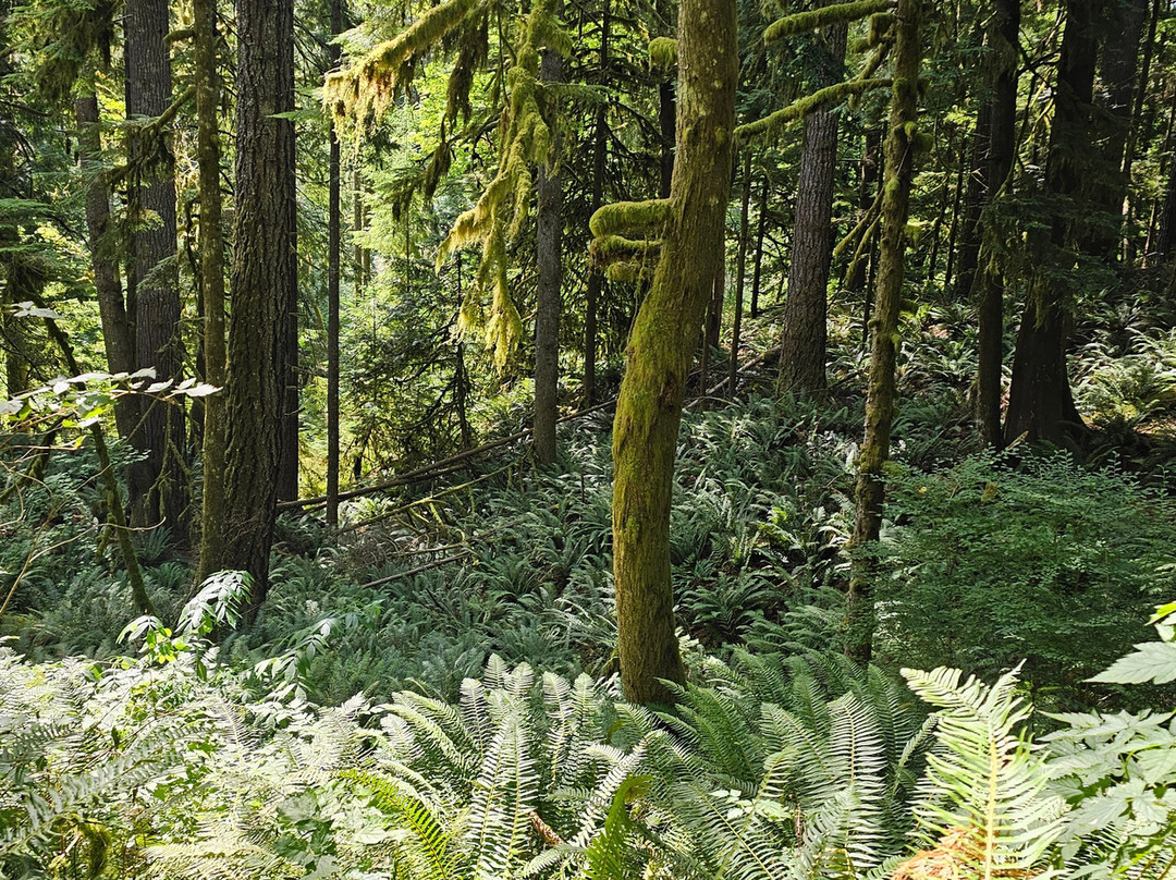 Mt Si-North Bend必去景点
