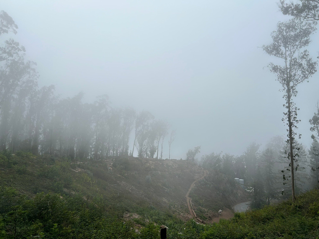 Mount Sutro Forest-旧金山必去景点