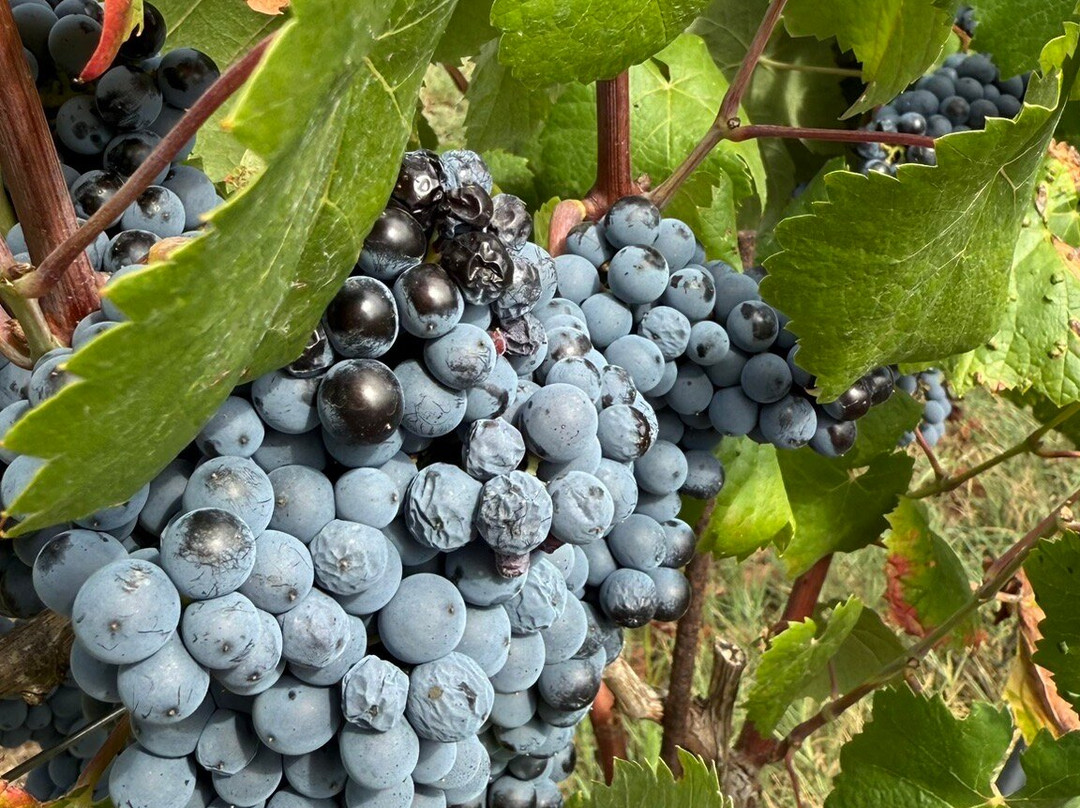 Poderi Parpinello Winery-萨萨里省必去景点