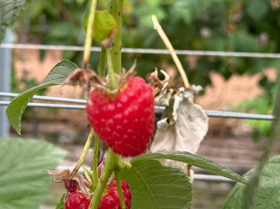 Manor Farm Fruits-Hints必去景点