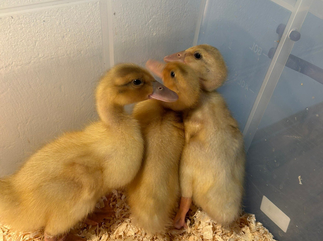 The Castle & Gardens of Mey-Thurso必去景点