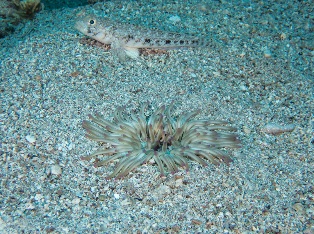 Trogir Diving Center - Day Dive-欧克鲁格勾基必去景点