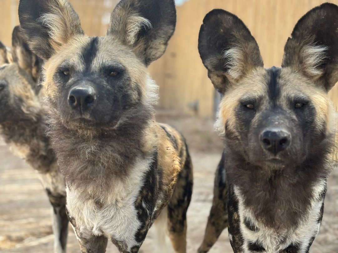 Desert Day at the Jack Joseph and Morton Mandel Zoo-贝尔谢巴必去景点