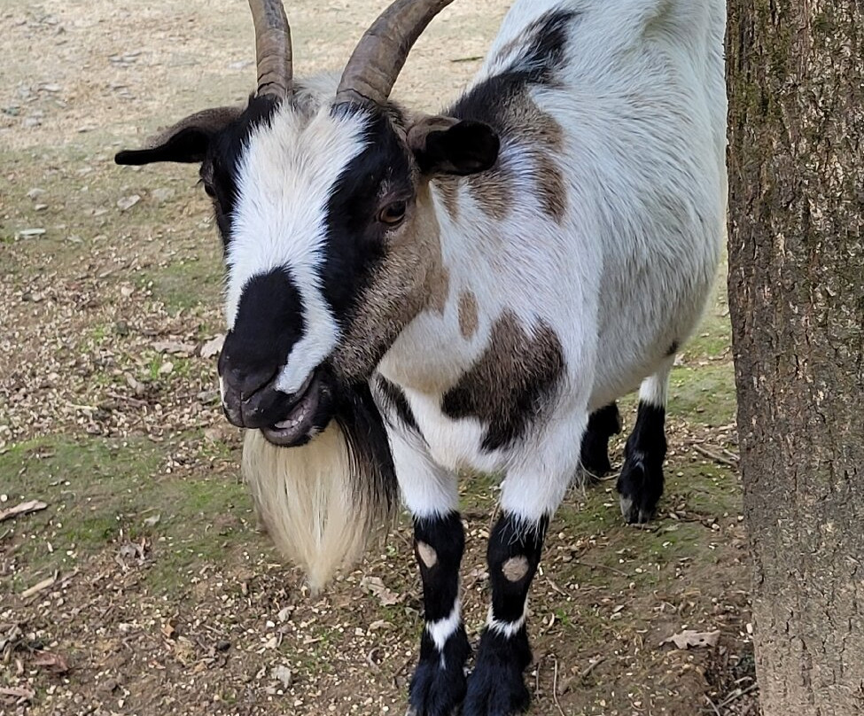 La Vallée des Singes-Romagne必去景点
