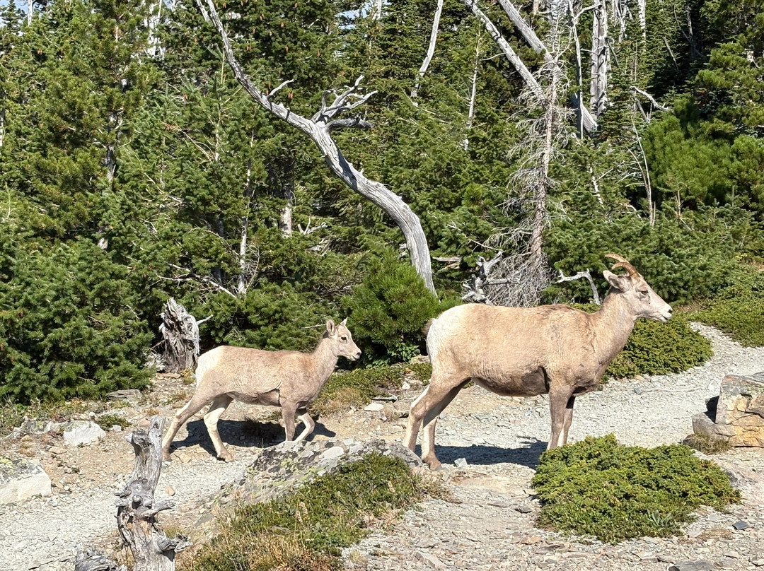 Glacier Guides and Montana Raft-西格拉西尔必去景点