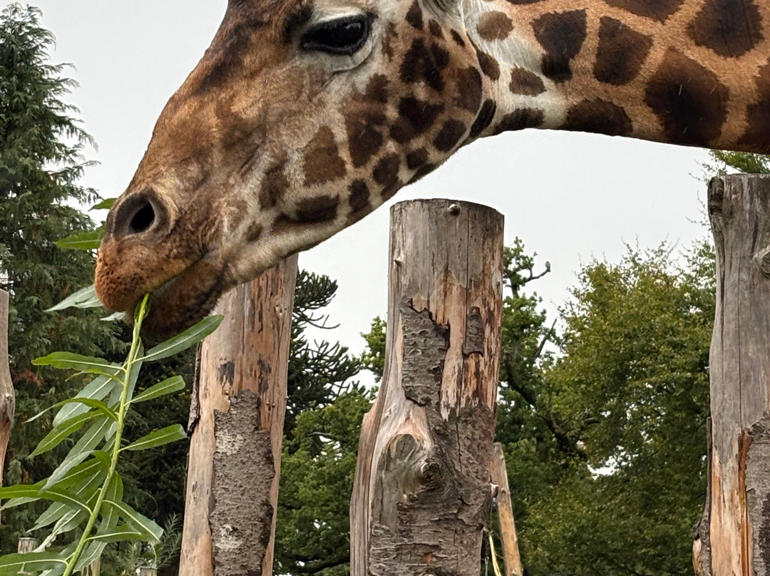 Blair Drummond Safari And Adventure Park-斯特灵必去景点
