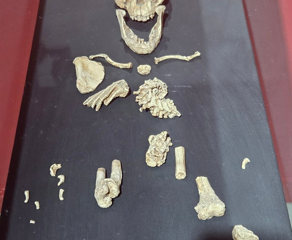 National Museum of Ethiopia-亚的斯亚贝巴必去景点