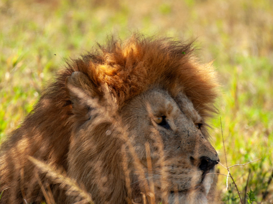 Altezza Travel-莫西必去景点