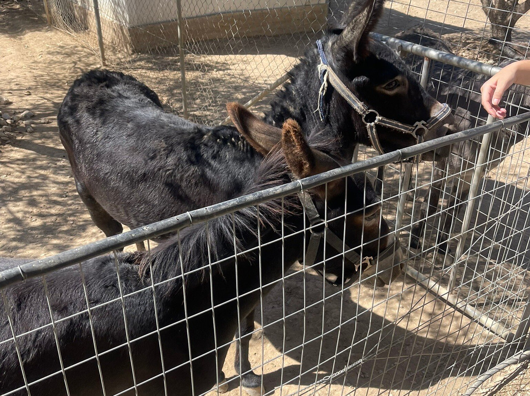 Patricia's Animal Farm-Kamilari必去景点