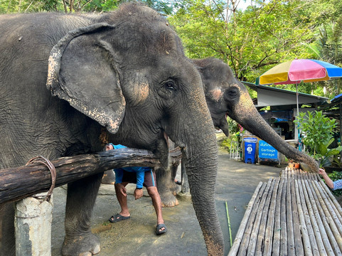 Chalong Elephant Retirement-普吉镇必去景点