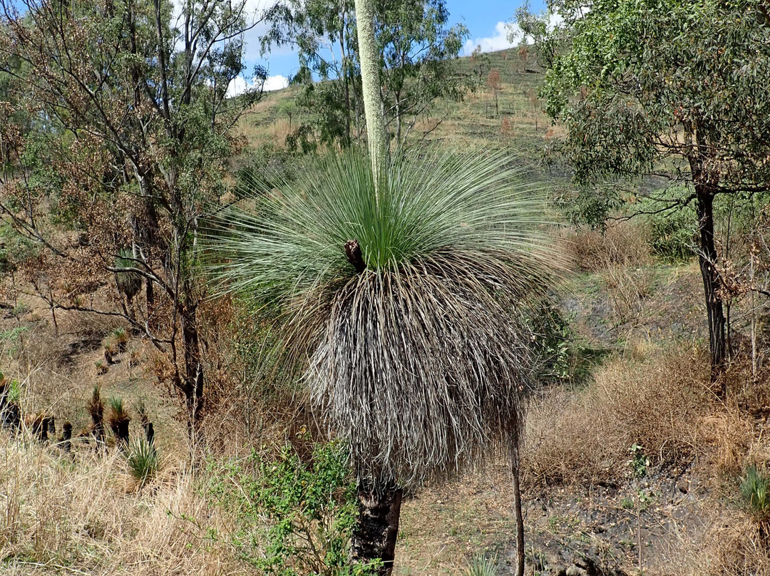 Out There Cycling-Blackbutt必去景点