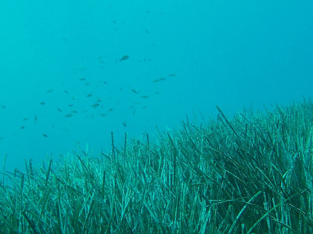 Diver's Club Crete-阿希亚贝拉希亚必去景点