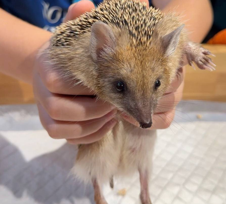 Yezheminutka-莫斯科必去景点