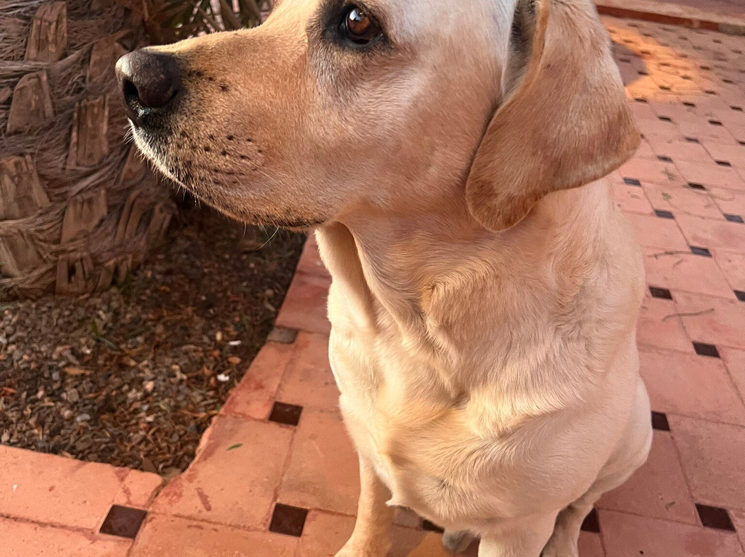 Les 3 Chameaux主图