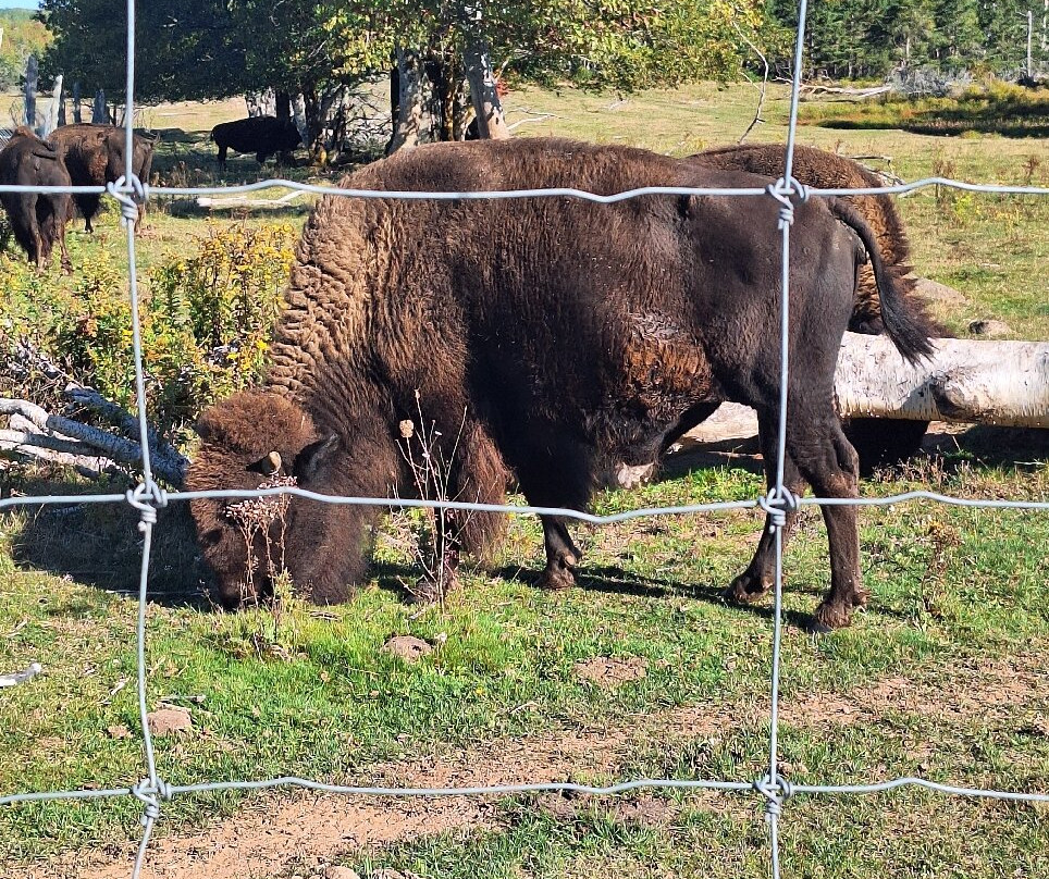 Buffaloland Provincial Park-Montague必去景点