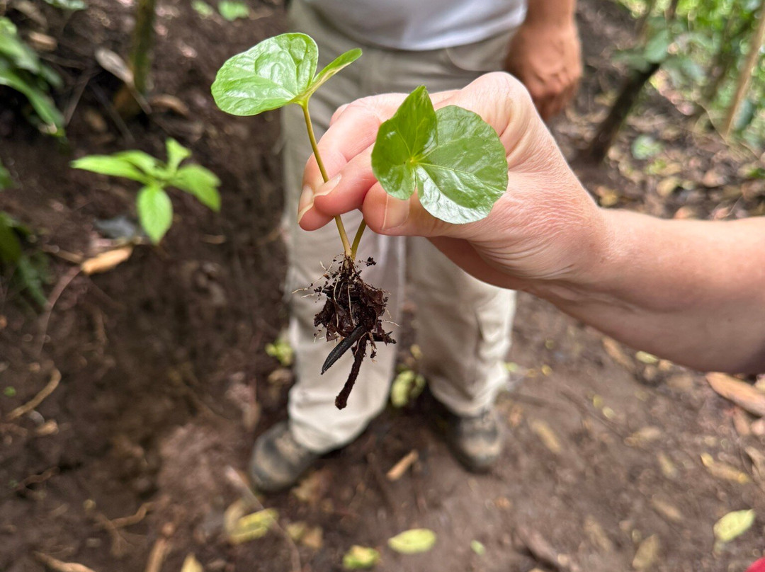 El Toledo Coffee Tour-Atenas必去景点