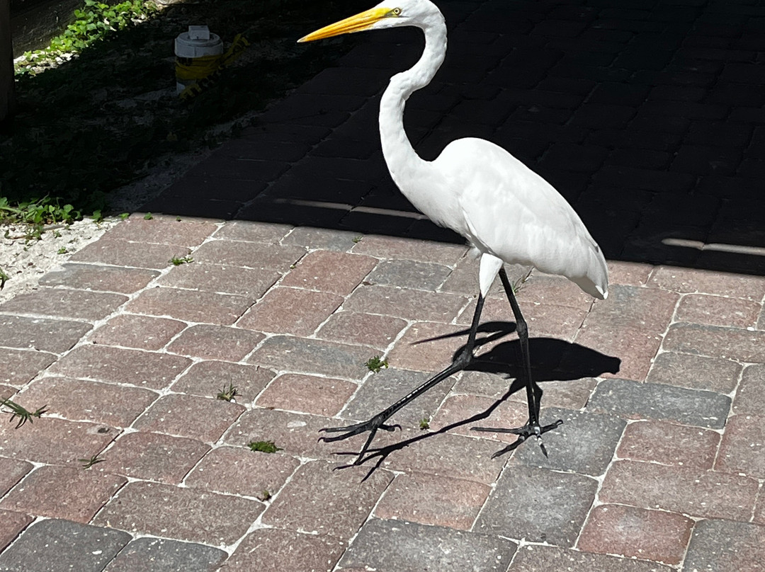Save Our Seabirds-萨拉索塔必去景点