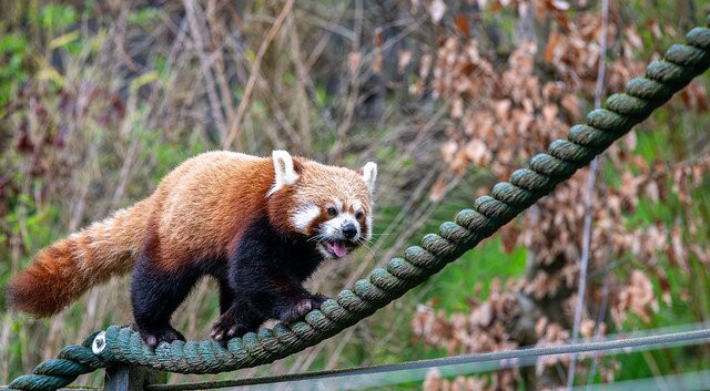 Five Sisters Zoo-West Calder必去景点