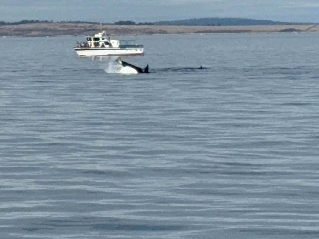 Outer Island Excursions-Anacortes必去景点