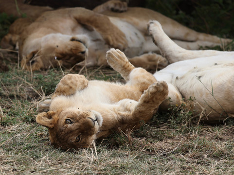 Camptrek Safaris LTD-内罗毕必去景点