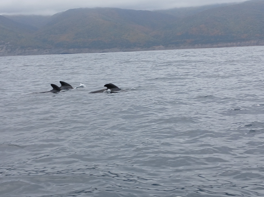Cabot Trail Guaranteed Whales Adventures-Pleasant Bay必去景点