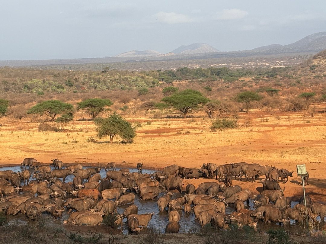 Banok Safaris-内罗毕必去景点