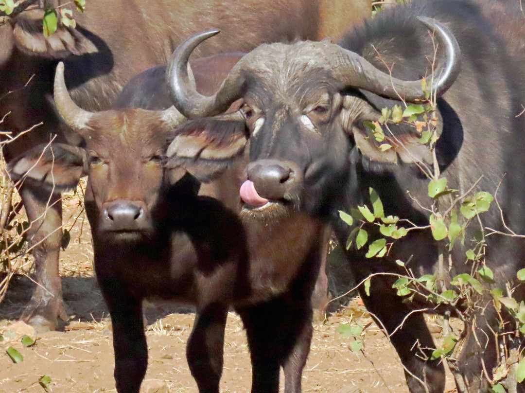 Bearded Heron Safaris-司库库札必去景点