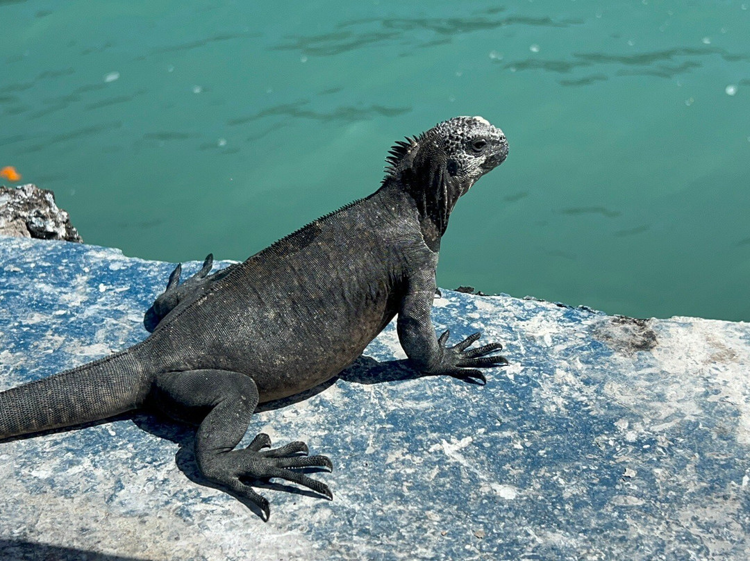 Malecon de Puerto Ayora-阿约拉港必去景点