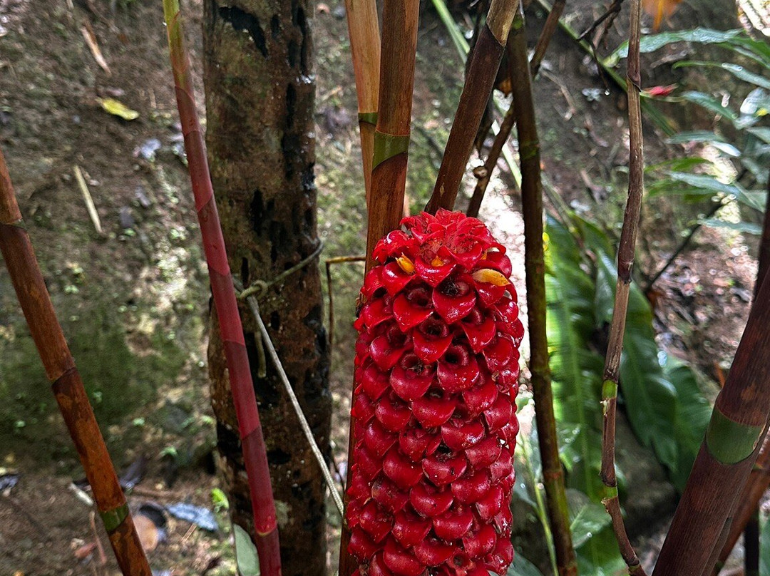 Annandale Falls-St. George's必去景点