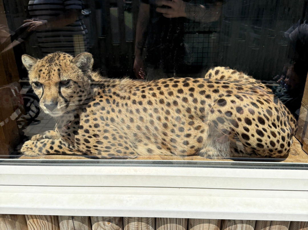 Wingham Wildlife Park-Wingham必去景点