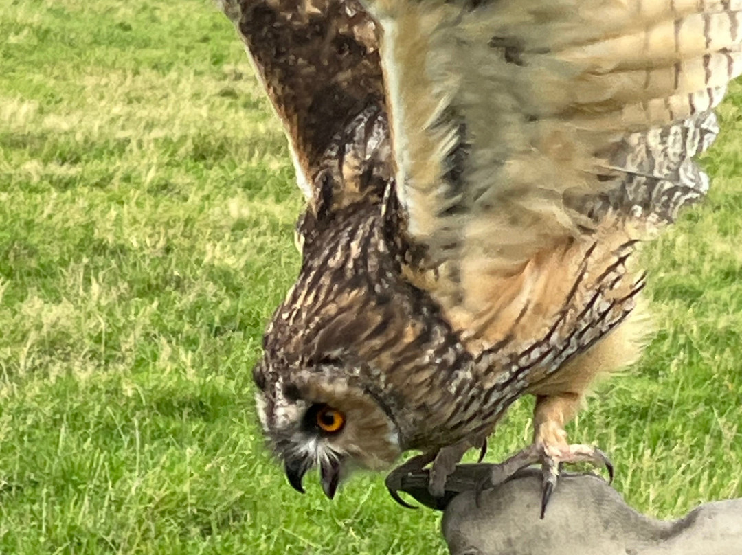 UK Owl And Raptor Centre-Groombridge必去景点