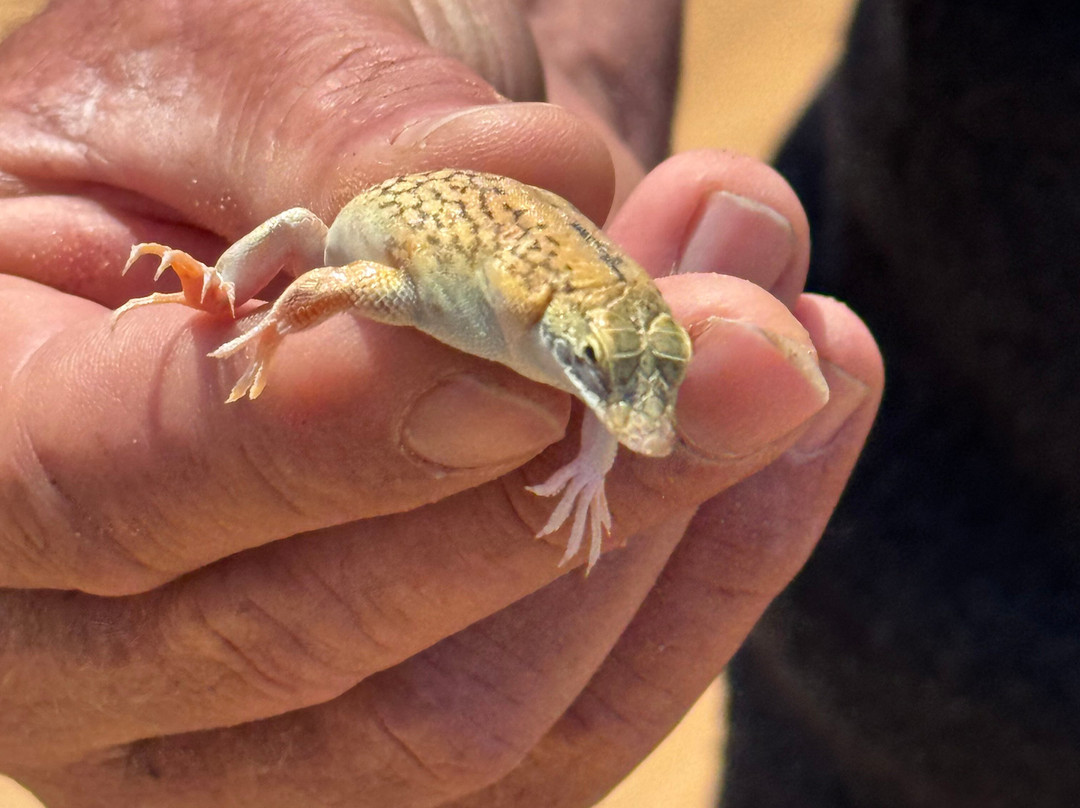 Living Desert Adventures Discover the Little 5-斯瓦科普蒙德必去景点