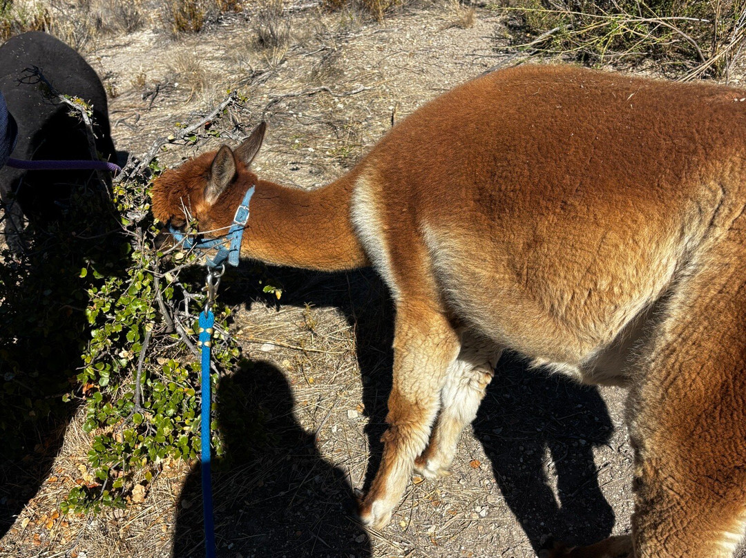 D'jango Hill Farm-卡梅尔必去景点
