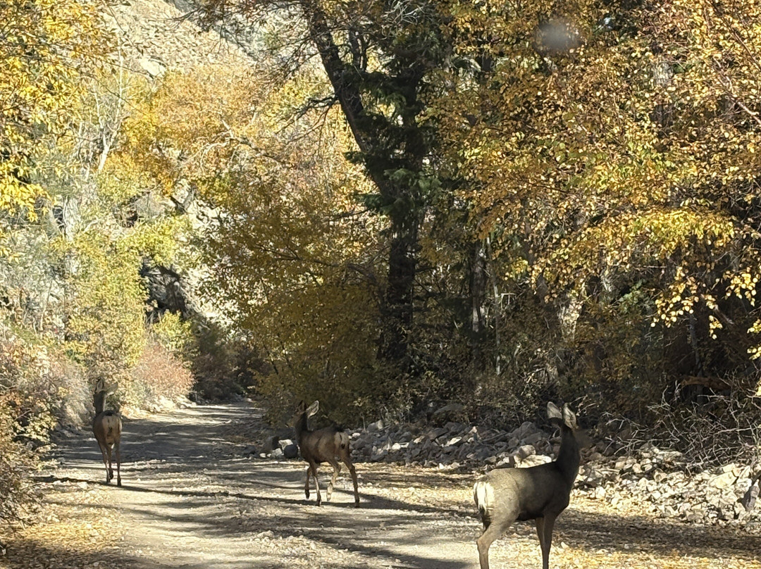 Moore's Old Pine Inn主图